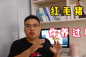 这个红毛猪品种对养猪人非常重要，他就是传说的“瘦肉猪之王”