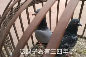 市场上买鸽子，不会挑老鸽嫩鸽，过路大爷说看鸽子眉毛的颜色视频封面