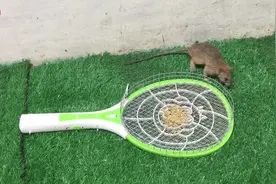 小看电蚊拍的电流了，直接把老鼠给电趴下！视频封面