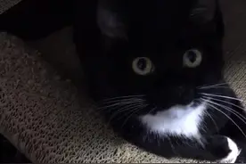 头条怎么配不了音乐了呢 一会研究一下视频封面