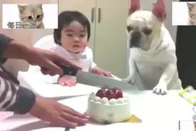 妈妈在切蛋糕, 结果斗牛犬忍不住了要上前视频封面