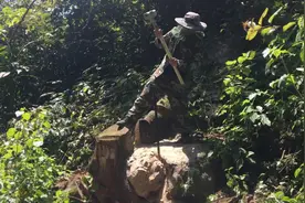 张三在深山里砸开大石头，掏出满满一桶蜂蜜，把张三高兴坏了。视频封面