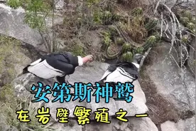 安第斯神鹫，岩壁上繁殖纪实之一。