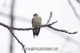 为何燕子从来不进穷人家？专家称并不是迷信，并且有科学依据
