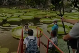 世界上最大的荷叶，王莲为什么能坐人？“观音坐莲”不是传说！