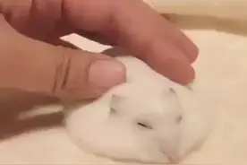 手把手教你如何把仓鼠撸成饼状ԅ(¯﹃¯ԅ)视频封面