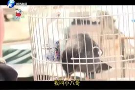 这只八哥牛，学人说话、成语对答、古诗背诵，张口就来！