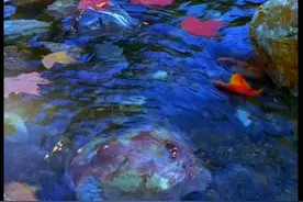 徐湛53金鱼的画法视频封面