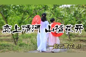 河北清河山楂花节，花开成海，莹白似雪，来这里赏花还不需要门票