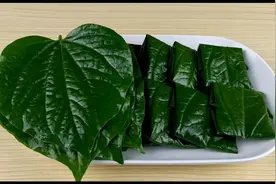 长在屋后的植物认识吗？具有祛风除寒，消肿止痛等功效，药食两用视频封面