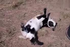 世界上最会装死的几种动物视频封面