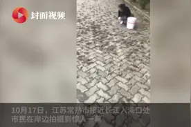 网传数万螃蟹上岸是灾难前兆？江苏常熟地震台和气象局回应了图片