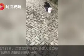 网传数万螃蟹上岸是灾难前兆？江苏常熟地震台和气象局回应了图片