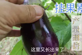 茄子开花不结果怎么办，掌握这三点，茄子一个结一个视频封面