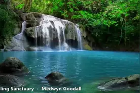 【自然乐章】50分钟超长鸟鸣背景音乐，听着感觉回到了大森林