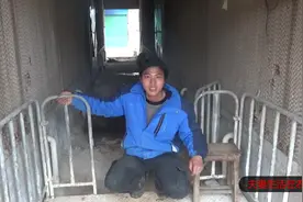 老铁把猪场装上这种地板，一天可卖500头大猪，这也太牛了吧！视频封面