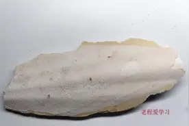 中药海螵蛸乌贼骨的功效，收敛止血，固精止带，制酸止痛