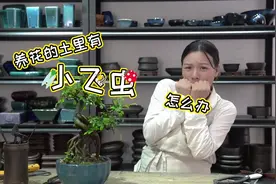 养花的土里有小飞虫真的超级讨厌！消灭蚊虫，跟我学起来！视频封面