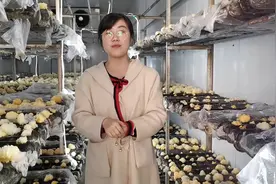 银耳不要挑黄的买？被硫磺熏过不健康？来听听银耳师傅怎么说视频封面