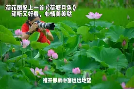 一首《荷塘月色》，配上自拍荷花图，动听又好看，带来一天好心情视频封面