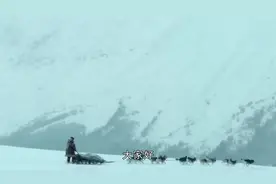 倔强的雪橇犬，成为伟大的狗，怎样拯救人类，你知道吗视频封面
