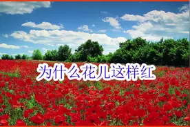 有声简谱学唱《花儿为什么这样红》
