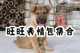 憨憨的旺旺表情包集合，狗狗时日常成长照片视频封面