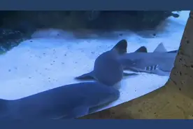 这种鱼可以在陆地上行走，最远能走几公里，没水也能活！视频封面