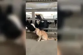 小猫误入养牛场 奶牛们集体撸猫  喵星人：喵 这地方不错！