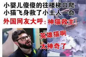 婴儿往楼梯口爬，小猫飞身救了小主人一命！外国网友大呼：神猫啊视频封面