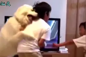 狗：大哥别打了给二弟个面子行不，咱仨这关系打断骨头连着筋啊视频封面