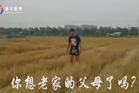 死神方便身价千万不忘回老家帮父母收麦子，这样的拳王活该是明星视频封面