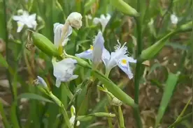 一大片扁竹兰花太漂亮了，我们称为扁竹兰，不知道你们称为什么？视频封面