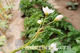 土豆开花摘掉厉害了，原来对增产有这么大好处，值得收藏视频封面