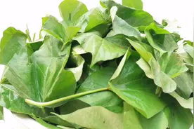 这才是红薯叶正确的保存方法，简单2步，放一年都清香不坏