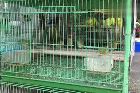 这里的绣眼鸟真便宜、又漂亮，10块钱一只，真想抓一把回去养！