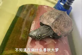 草龟睡觉，为何也是如此呆萌视频封面