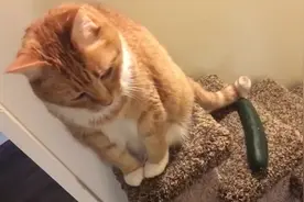 猫咪搞笑视频，猫为什么怕黄瓜？？