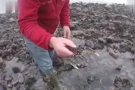 老伯海边捡到一只龙虾，养了10年不舍得吃，孙女回家后不淡定了视频封面