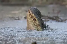 鳄鱼冬眠有奇招，把自己冰冻过冬？网友：鳄鱼也生存不易啊！