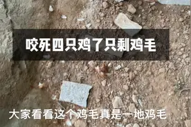黄鼠狼咬鸡后续，第六只鸡了，村民说打不得，抓不得，这可怎么办
