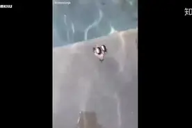 假期到来，搞笑动物出没，请注意笑声，哈哈哈图片