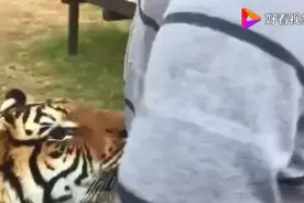这不是我认识的老虎，超级亲人的老虎，居然要亲亲抱抱举高高