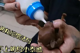出生2天的泰迪狗宝宝，体质太弱吃不到母乳，人工喂养能成活吗视频封面