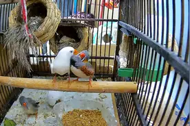 夫妻俩恩爱，被我偷拍了。