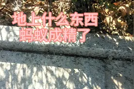 凯哥路边发现好多蚂蚁成精了！晚上和朋友咸阳逛，吃个特色汇通面