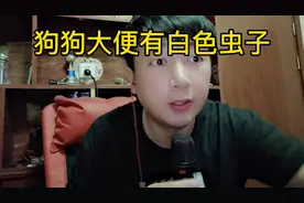 狗狗大便里有白色虫子？狗狗体内有寄生虫用什么驱虫药？