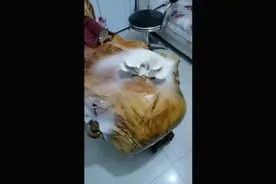 一周没去办公室茶台长出蘑菇，主人：不摘，应该可以长更大视频封面