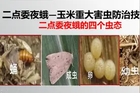 二点委夜蛾——玉米重大害虫！防治技术及发生规律「农艺师讲农业