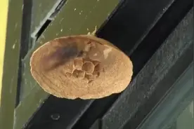 蜂窝是怎么建成的？实拍蜂后筑巢全过程，看完太震撼了